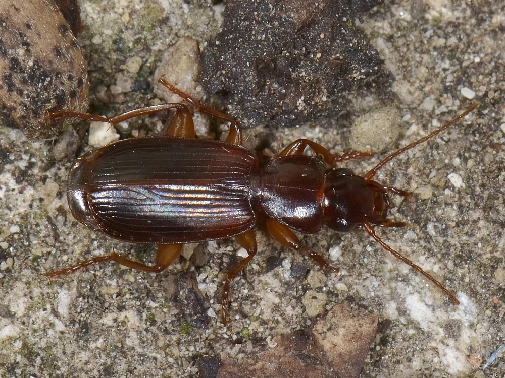 Carabide da Id.: Pseudomasoreus canigoulensis